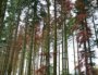 Les arbres dépérissent dans les forêts