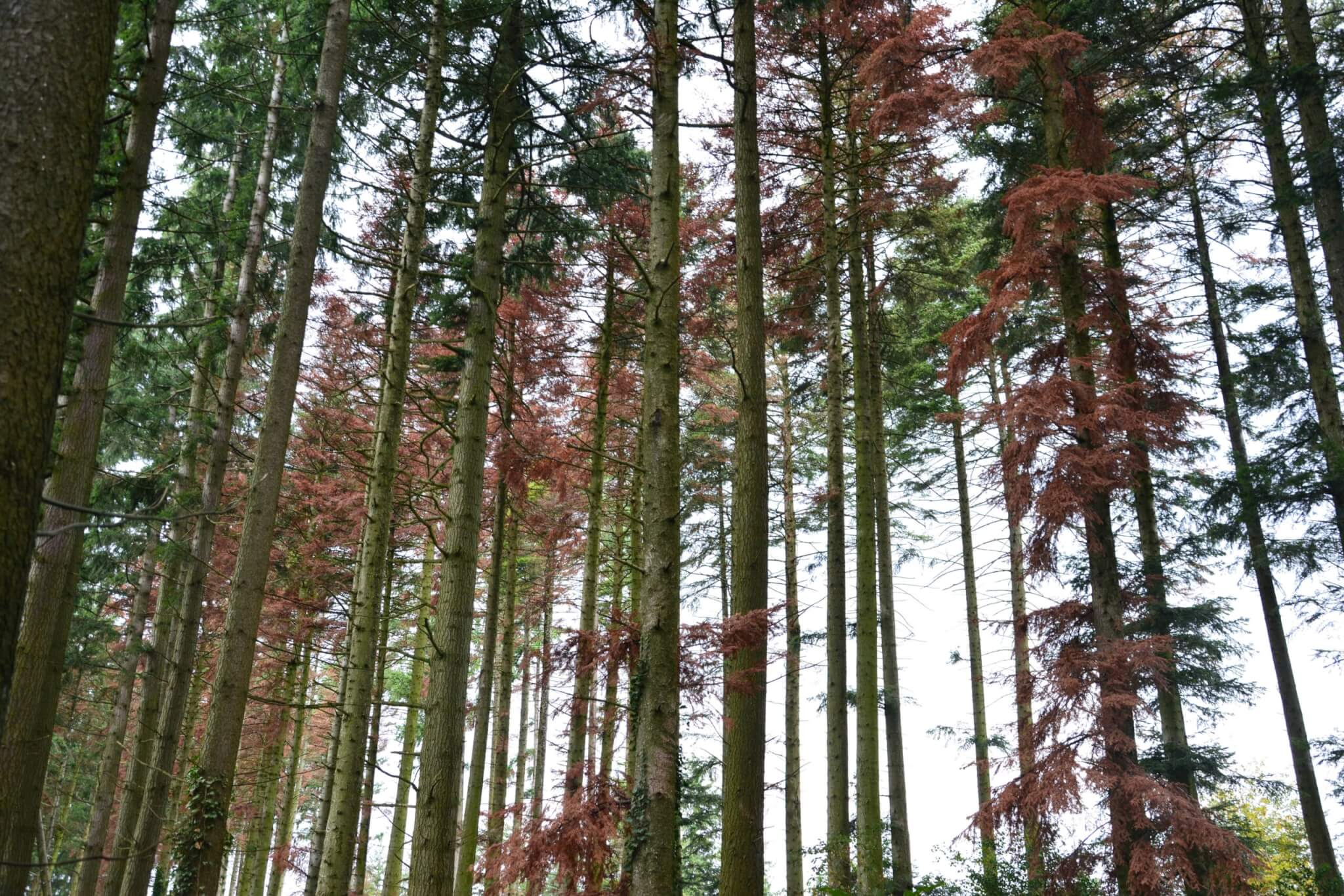 Les arbres dépérissent dans les forêts