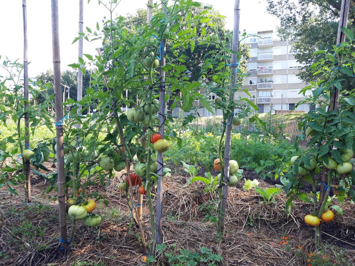 potager Duchère Sauvegarde agriculture urbaine 