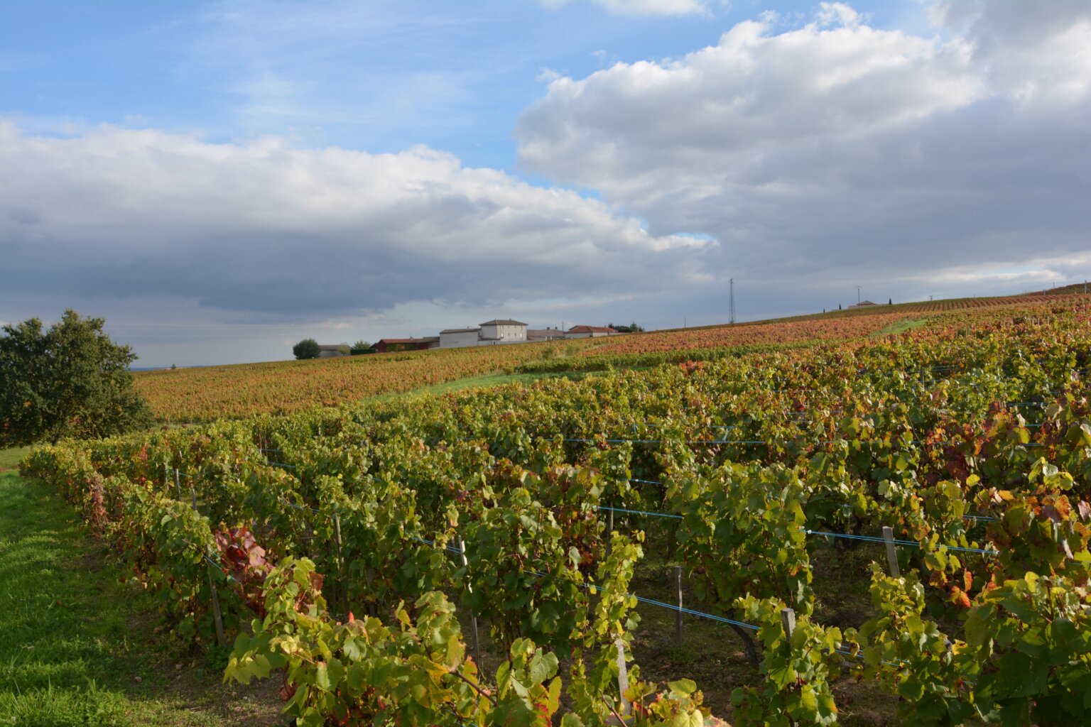 Vignes nord beaujolais sans pesticides vin Lyon