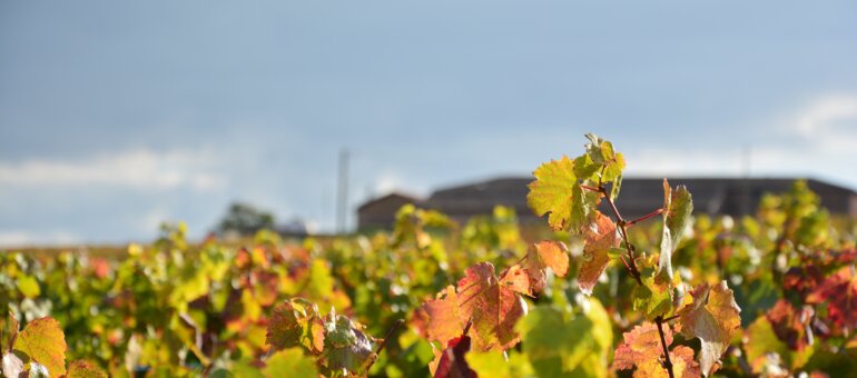 Beaujolais : « Dans les dix prochaines années, un vigneron sur deux va partir à la retraite »