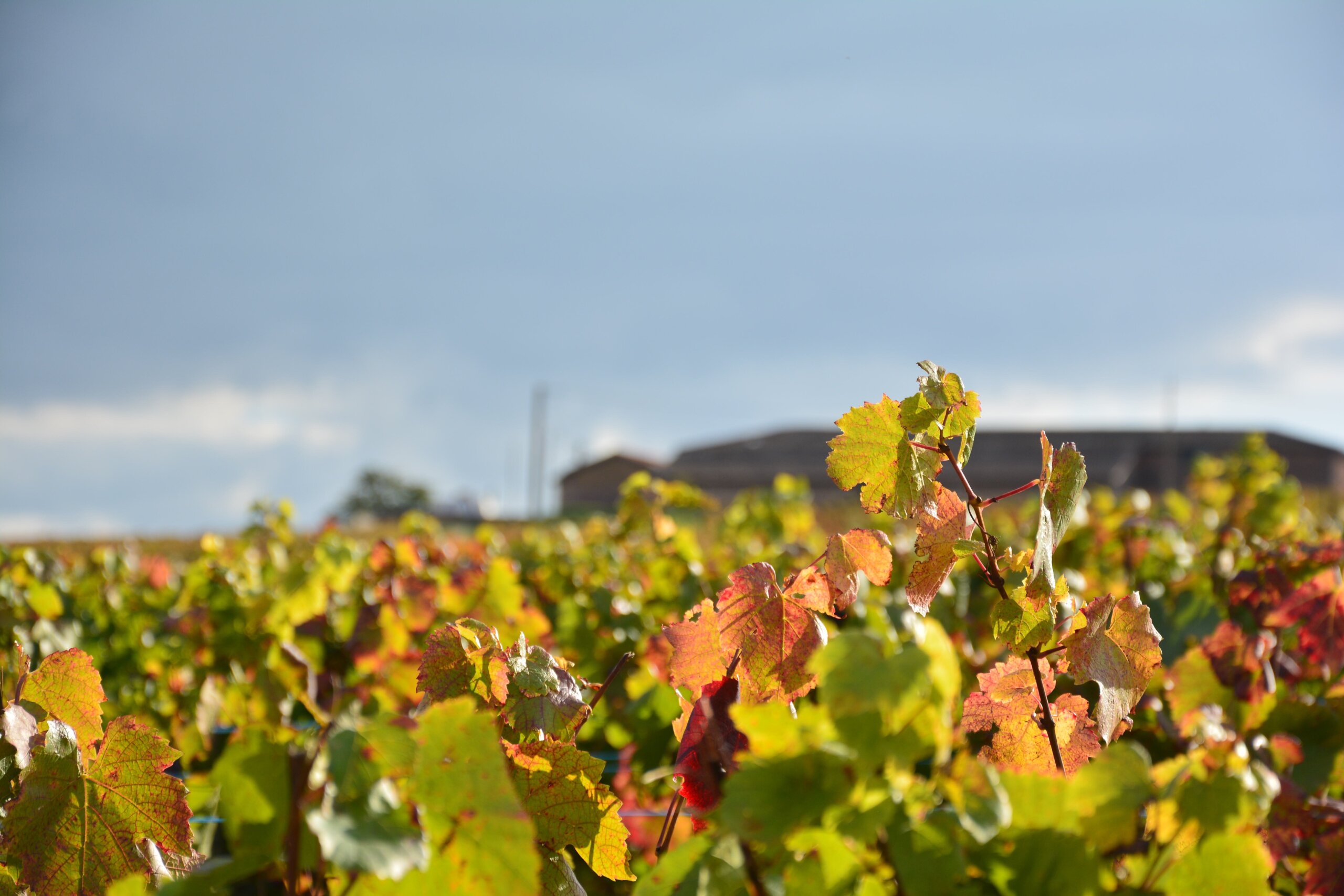 Des vignes du beaujolais