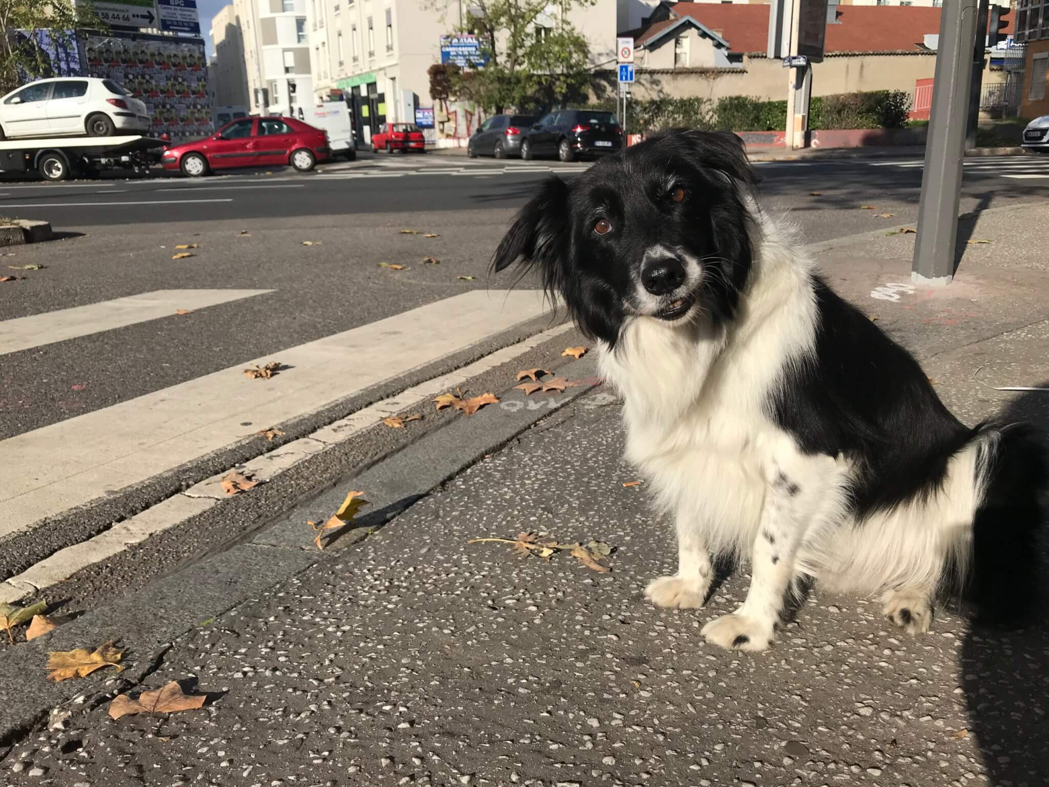 Une expérimentation est encours jusqu'au 30 novembre pour réintroduire les chiens sur le réseau de transports en commun de Lyon (TCL).  ©OM/Rue89Lyon 