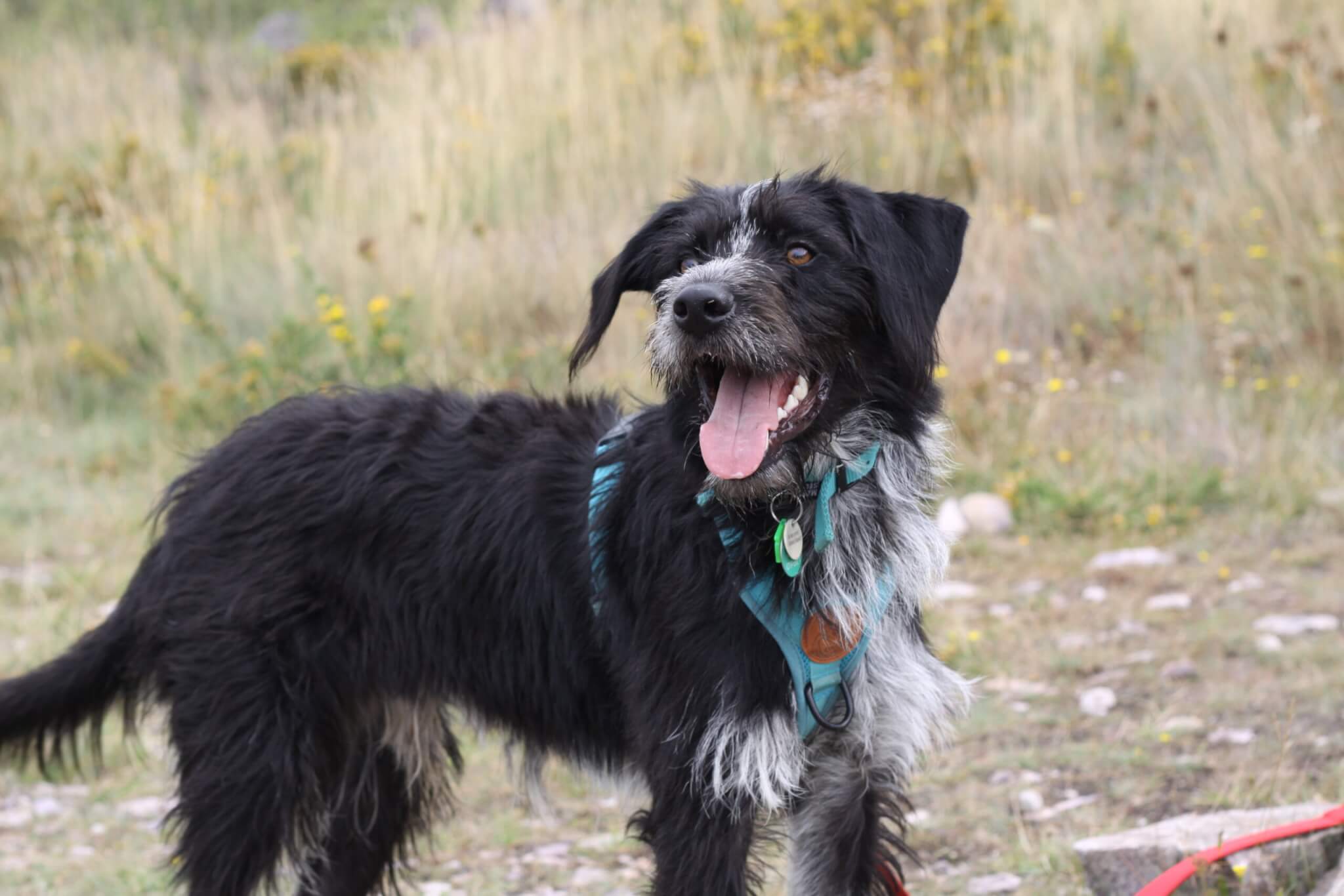 Anaëlle a adopté son chien de Jumper à la SPA entre deux confinements.