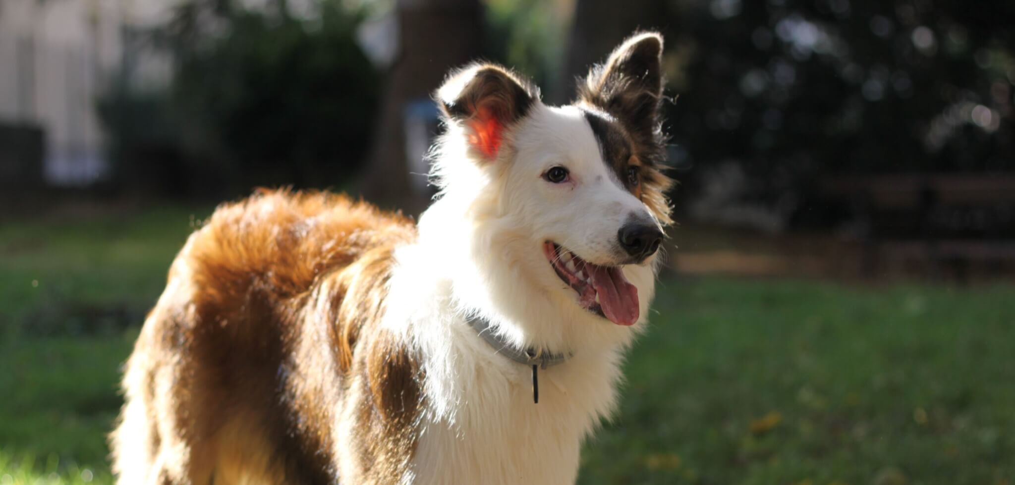 Chiens autorisés dans les TCL de Lyon : une expérimentation très discrète