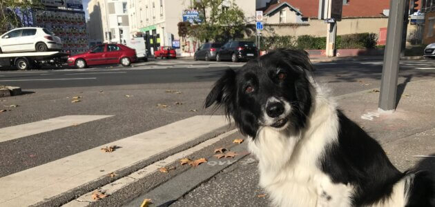 Avoir un chien à Lyon : le casse-tête pour se déplacer