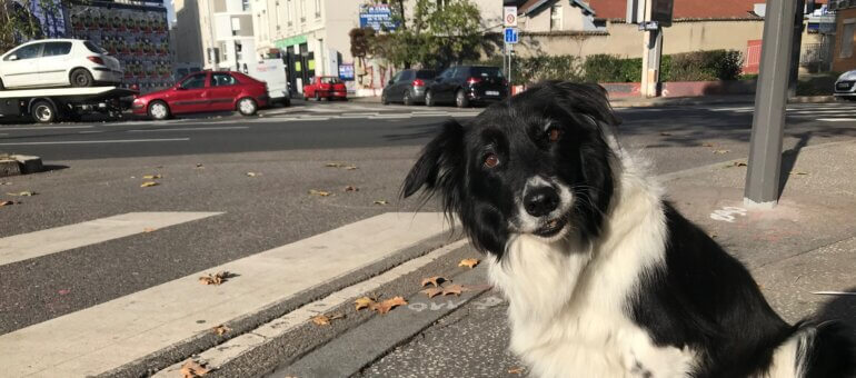 Avoir un chien à Lyon : le casse-tête pour se déplacer