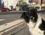 Une expérimentation est encours jusqu'au 30 novembre pour réintroduire les chiens sur le réseau de transports en commun de Lyon (TCL). ©OM/Rue89Lyon