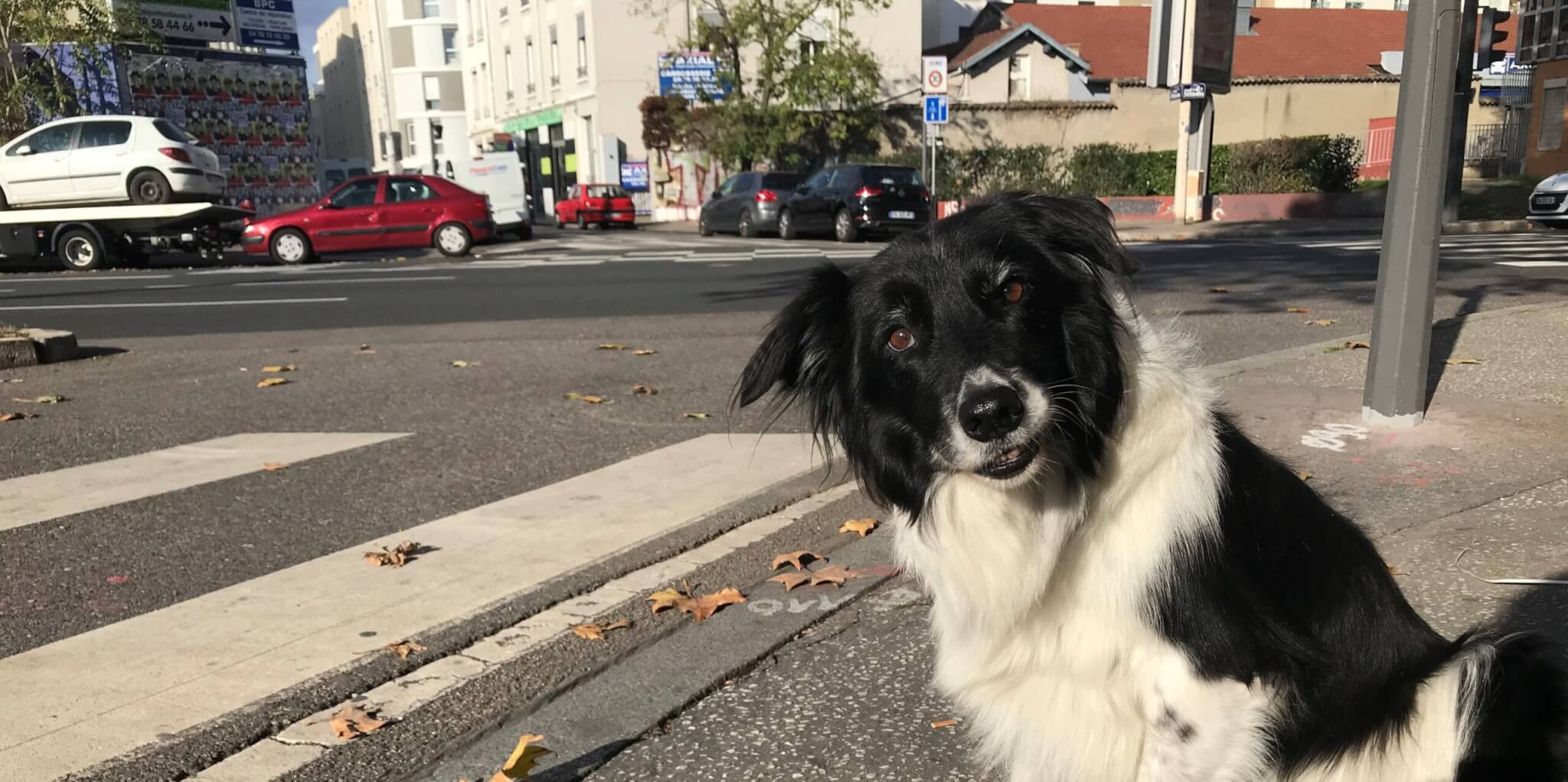 Une expérimentation est encours jusqu'au 30 novembre pour réintroduire les chiens sur le réseau de transports en commun de Lyon (TCL). ©OM/Rue89Lyon