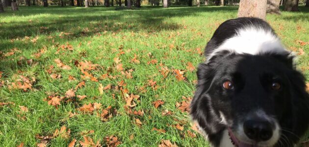 Pourquoi Lyon manque tellement d’espaces pour promener son chien