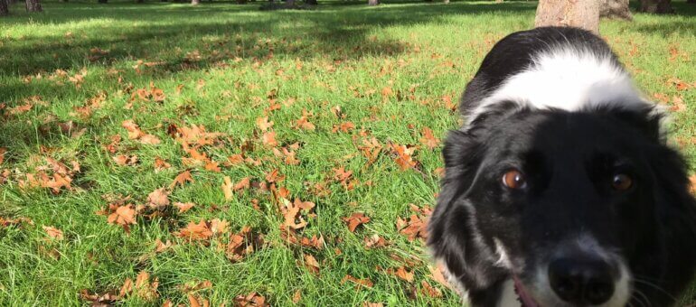 Pourquoi Lyon manque tellement d’espaces pour promener son chien