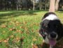 Pourquoi Lyon manque tellement d’espaces pour promener son chien