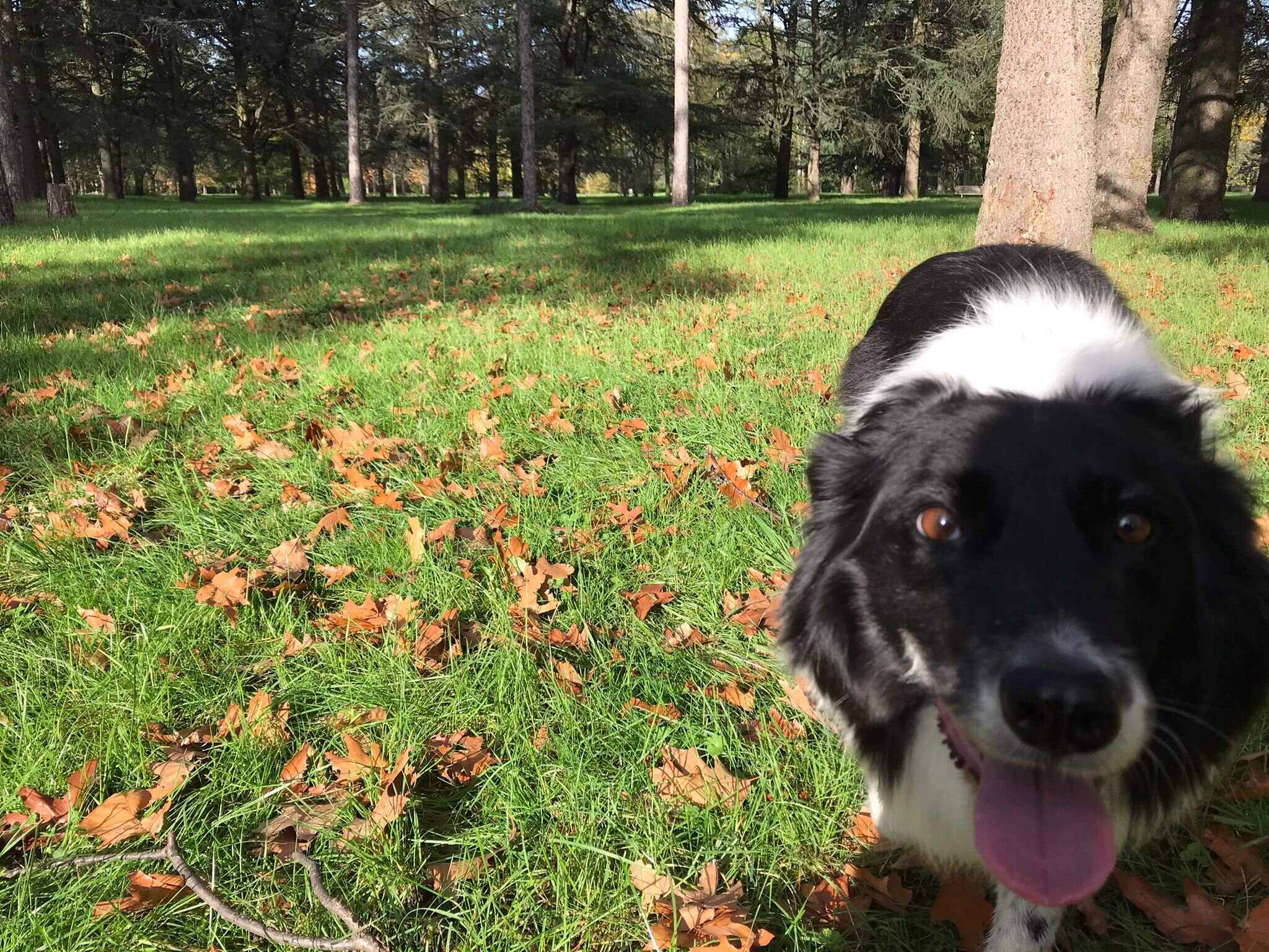 Pourquoi Lyon manque tellement d’espaces pour promener son chien