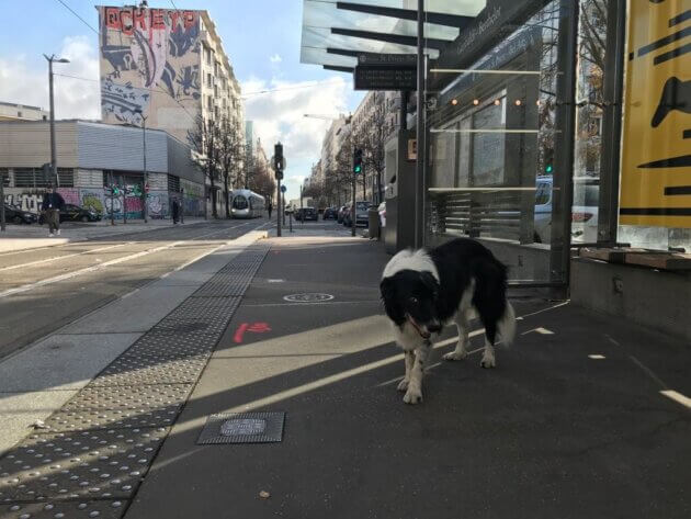 Sky attend le tramway pour aller chez le vétérinaire. Une expérimentation est encours jusqu'au 30 novembre pour réintroduire les chiens sur le réseau de transports en commun de Lyon (TCL).