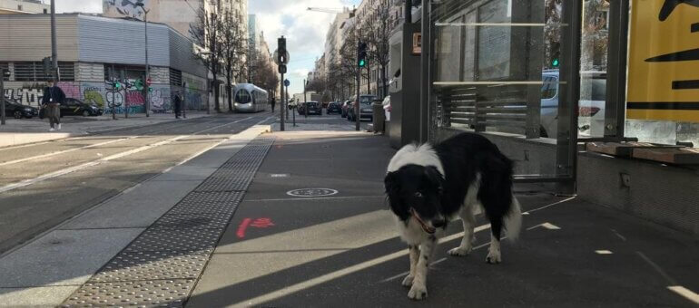 Waf : les chiens et les vélos pourront désormais prendre les TCL