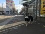 SSky attend le tramway pour aller chez le vétérinaire. Une expérimentation s'est déroulée du 15 juin au 30 novembre pour réintroduire les chiens sur le réseau TCL de transports en commun de Lyon.