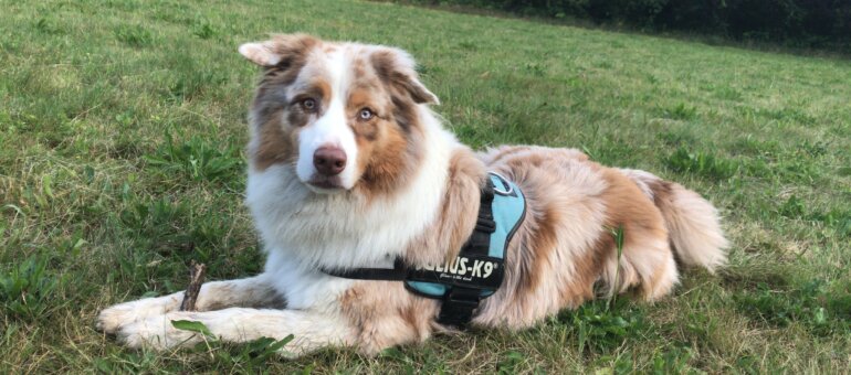 Avec ses espaces verts, Lyon est-elle une ville dangereuse pour les chiens ?