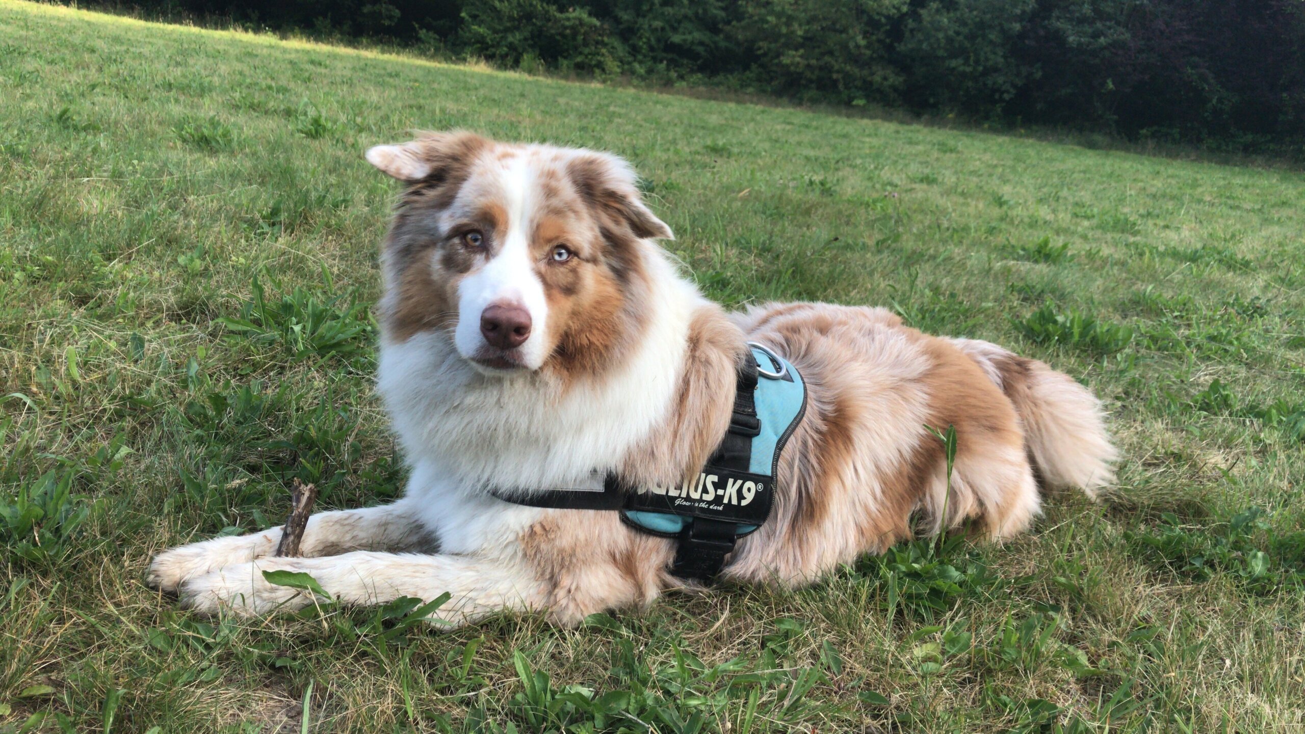 Tête de Chien Herbe à faire Pousser