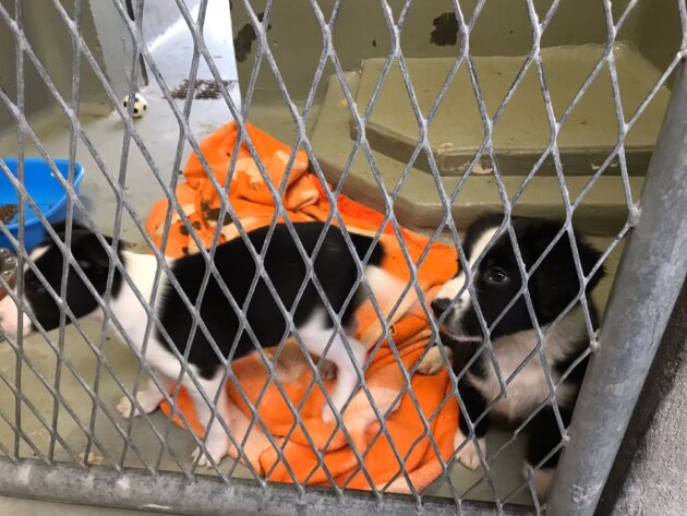 The Lyon and South-East SPA has noted an increase in the proportion of serious abuse in cases of abuse, including in puppies. These were found in a sack, thrown into a field.