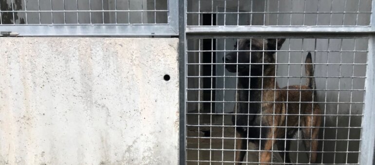 A la SPA de Lyon, les chiens malinois et les molosses abandonnés