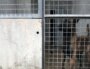 A la SPA de Lyon, les chiens malinois et les molosses abandonnés