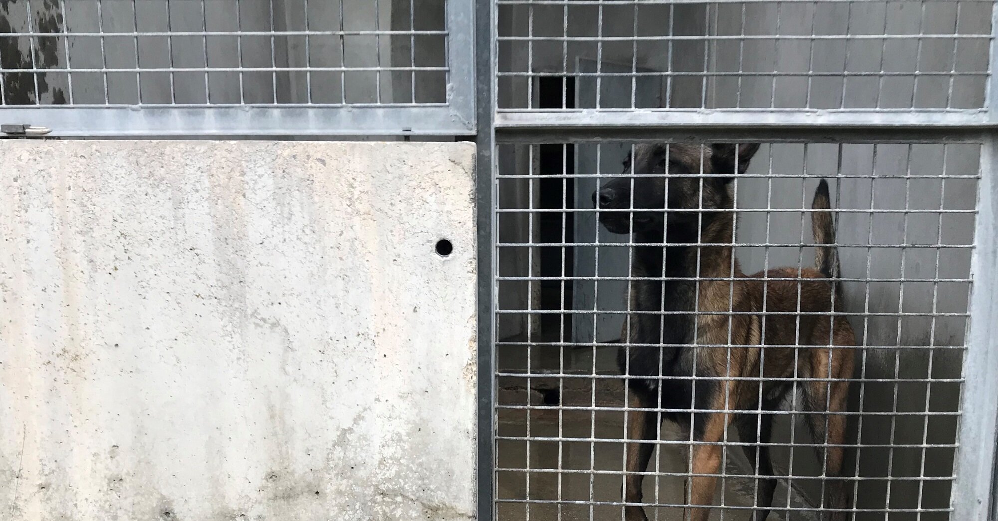 A la SPA de Lyon, les chiens malinois et les molosses abandonnés