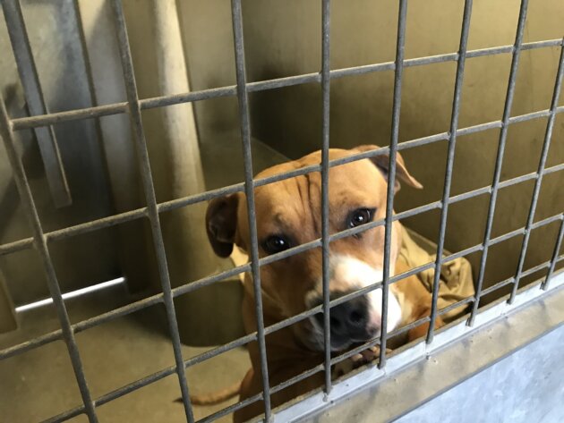 At the Brignais refuge, many categorized dogs have been designated to the Lyon and South-East SPA following reports of abuse.
