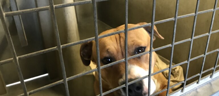 Combats de chiens, maltraitance animale : pourquoi les cas augmentent à Lyon