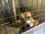 Au refuge de Brignais, de nombreux chiens catégorisés ont été confiés à la SPA de Lyon et du Sud-Est suite à des signalements pour maltraitance.