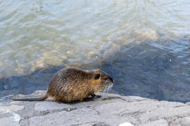 A Lyon, 17 ragondins ont été abattus à l'arc dans le parc Confluence. Une photo pexels par Antonio Friedemann
