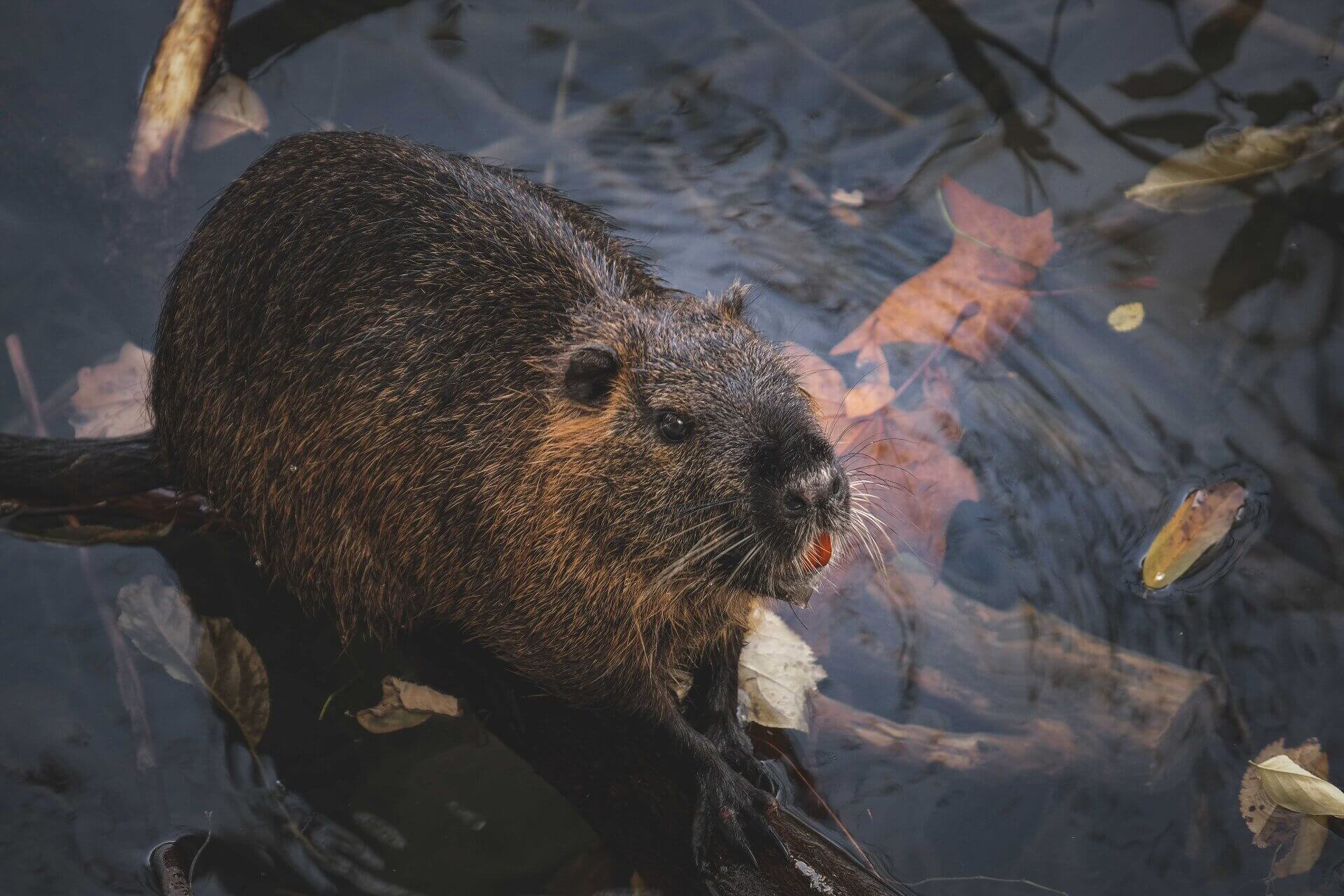 A Lyon, 17 ragondins ont été abattus à l'arc dans le parc Confluence - Une photo pexels par Francesco Ungaro