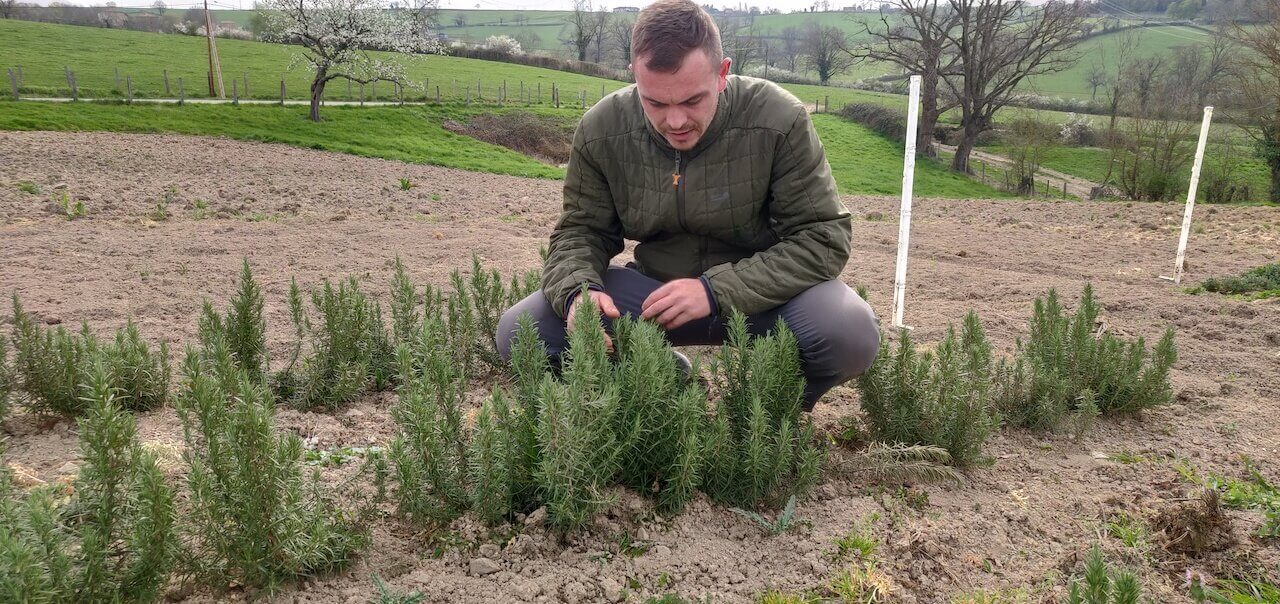 CBD et aromatiques dans le Beaujolais