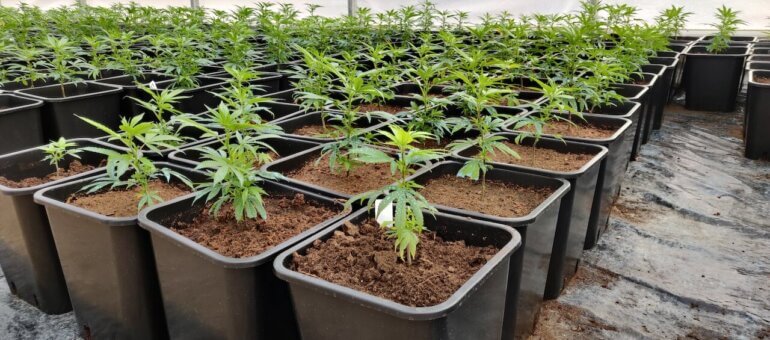 Au nord de Lyon, le cannabis CBD et les vaches cohabitent dans les champs