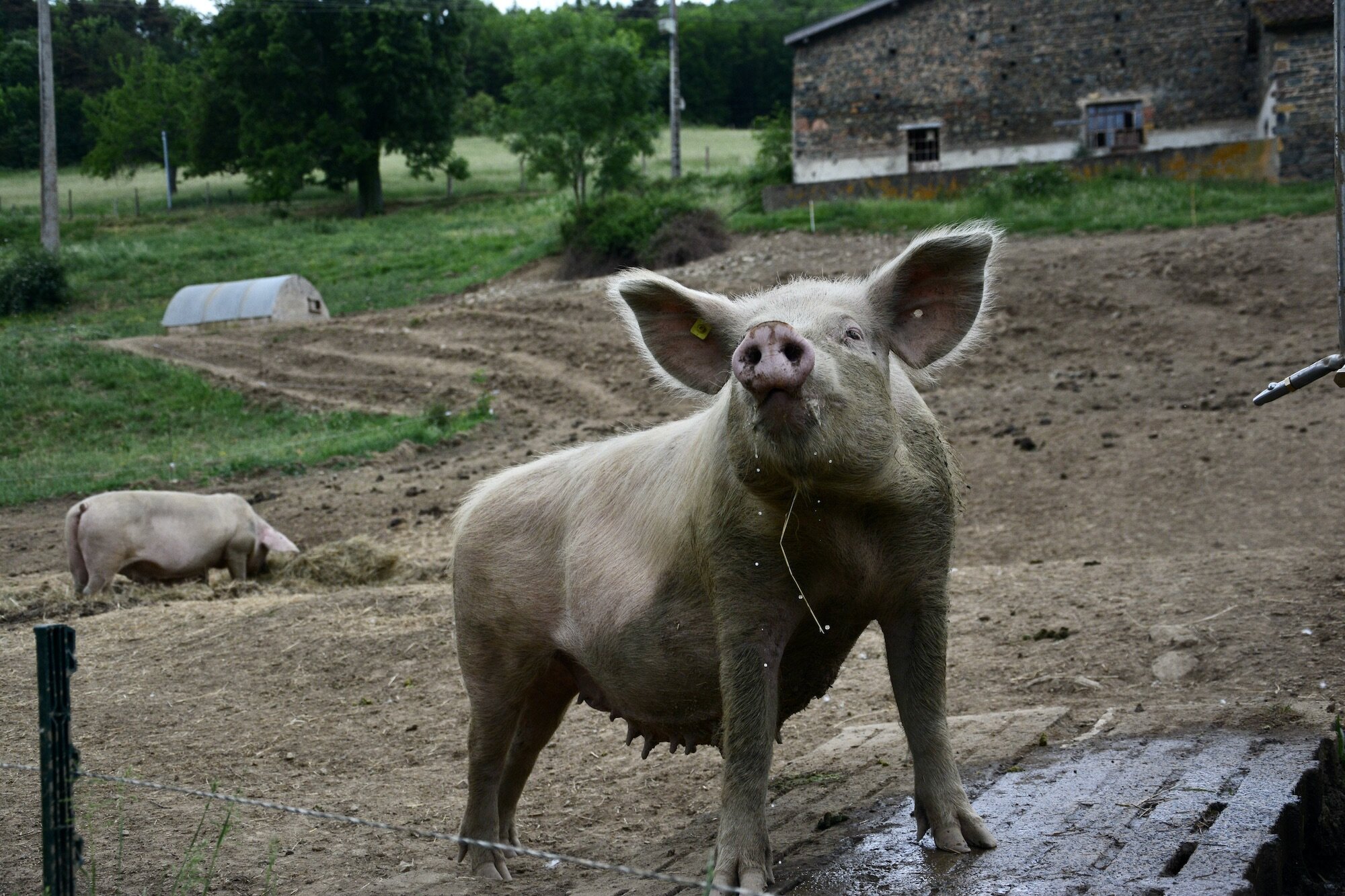 Un cochon