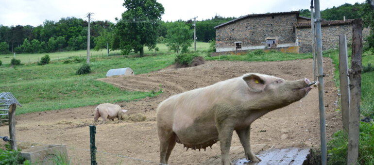 A l’ouest de Lyon : contre l’élevage industriel, les cochons plein-air d’anciens étudiants d’AgroParisTech
