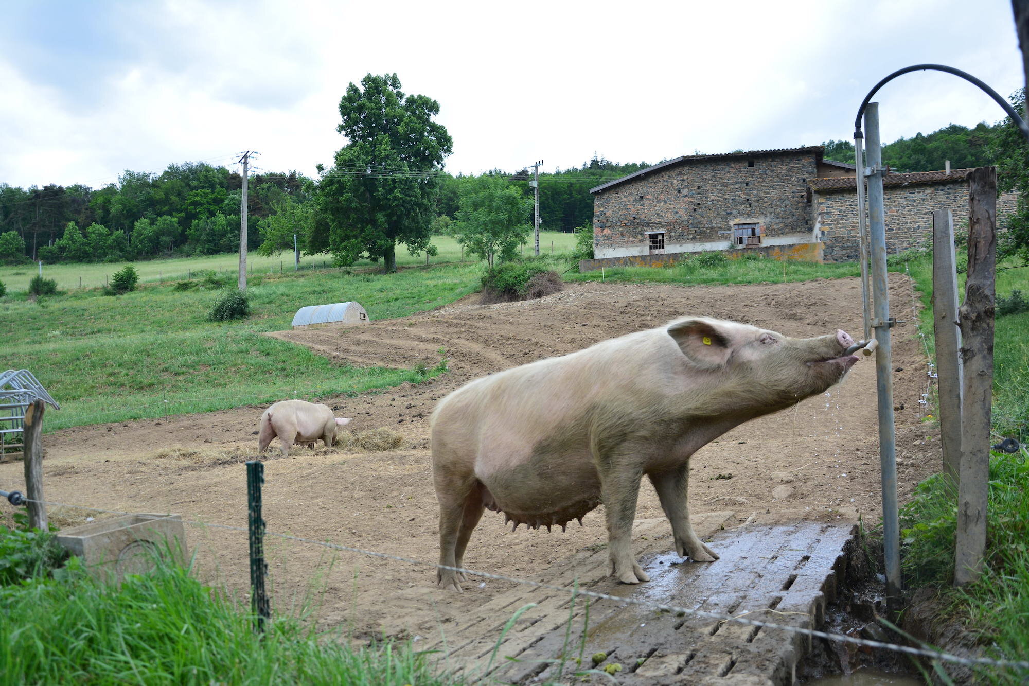 Truie cochon à l'ouest de Lyon agro paris tech