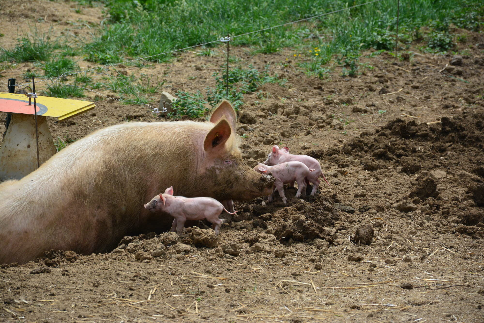 Cochon dans l'Ouest lyonnais