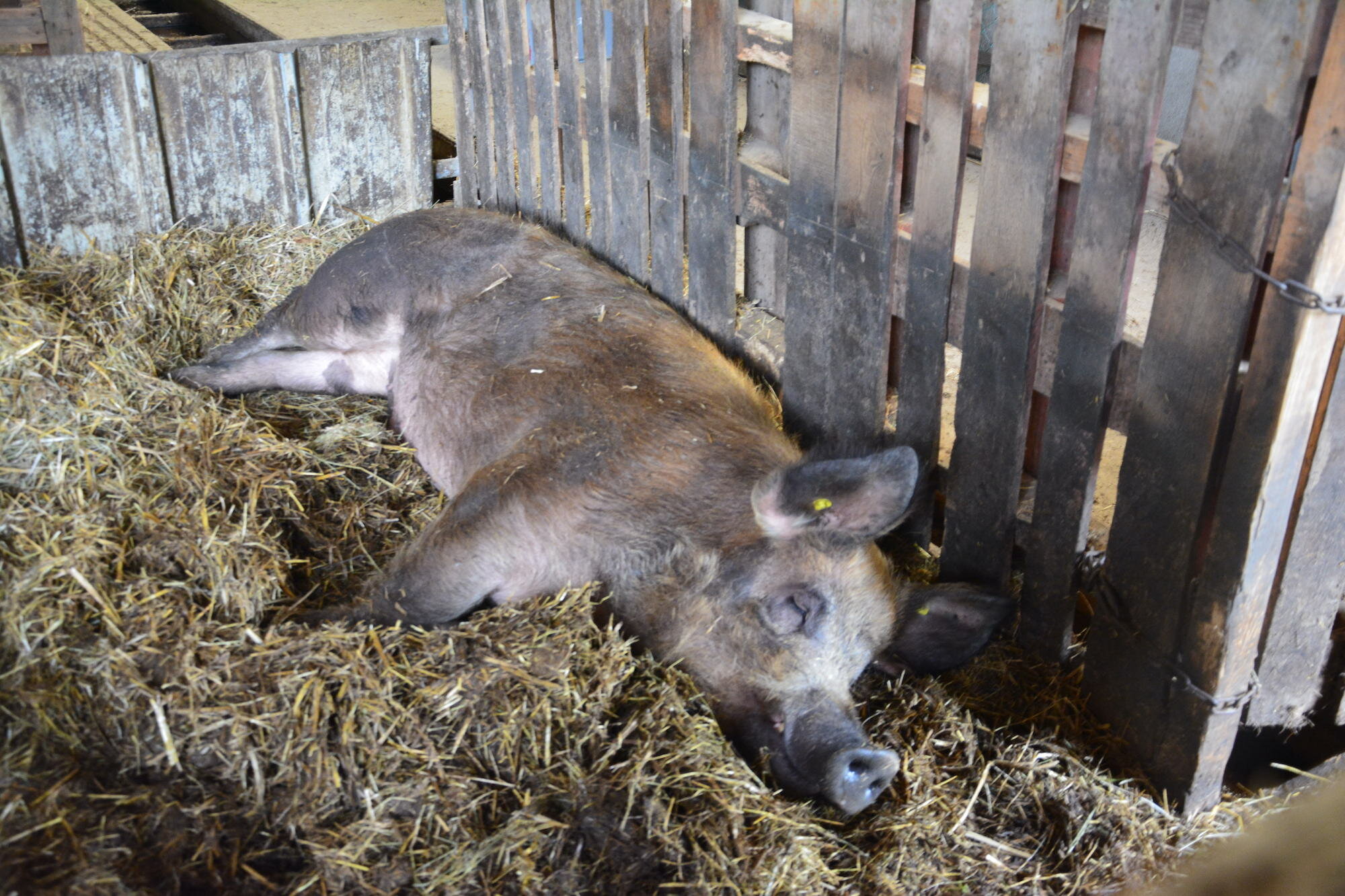 Georges le cochon Ouest de Lyon