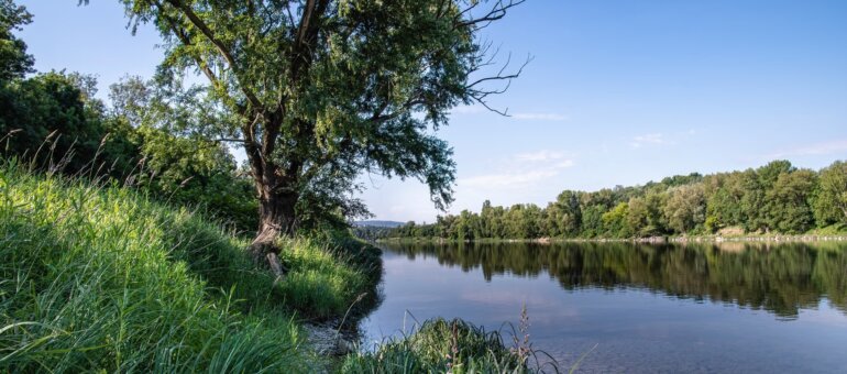« Les grandes chasses stressent les poissons du Rhône »
