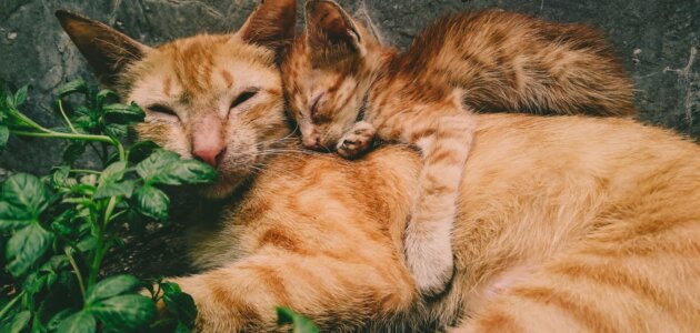 Doit-on nourrir les chats errants à Lyon et ses environs ?