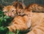 Photo de chats par Mochamad Wildan, sur Pexels