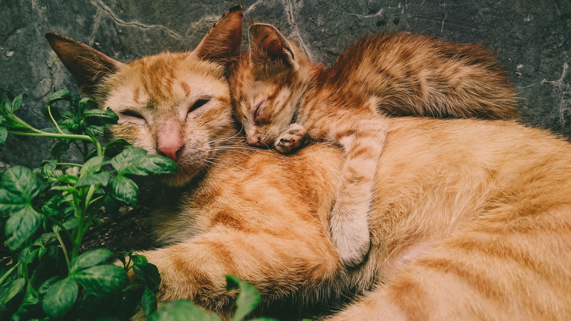 Photo de chats par Mochamad Wildan, sur Pexels