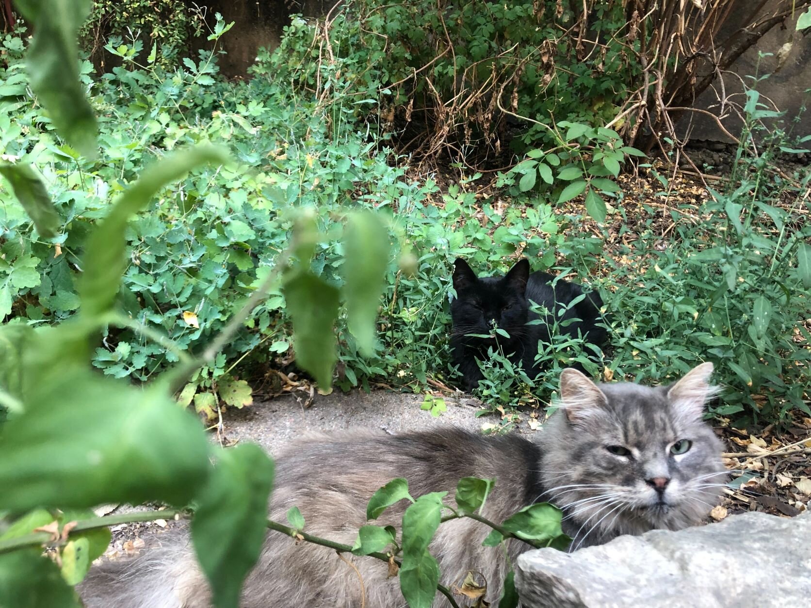 Des chats libres dans le quartier Croix Rousse, à Lyon. ©MA/Rue89Lyon.