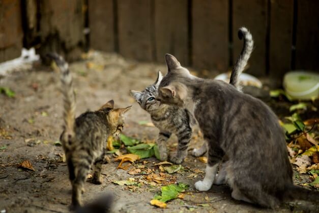 Photo de chats errants par evg kowalievska sur Pexels.
