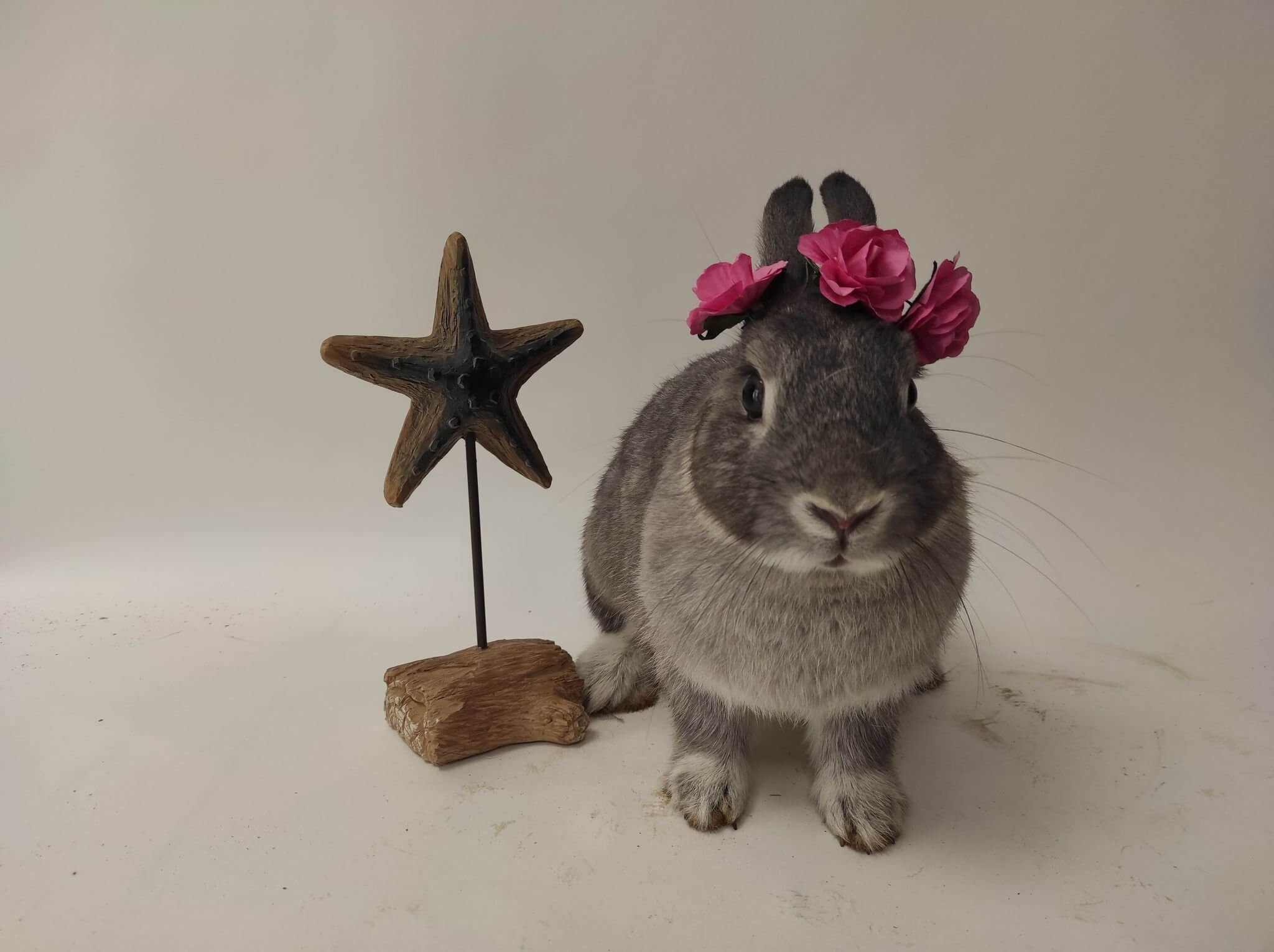 Caravelle fait partie des lapins abandonnés au refuge des Grandes Oreilles, près de Lyon. Chloé Machado organise régulièrement des shootings pour mettre en avant les animaux à adopter. Photo : Les Grandes Oreilles