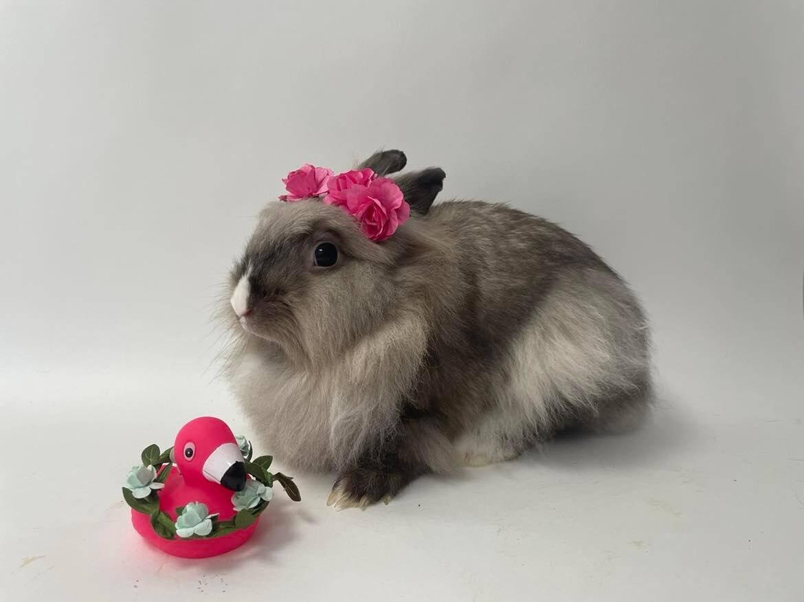 Corona fait partie des lapins abandonnés au refuge des Grandes Oreilles, près de Lyon. Chloé Machado organise régulièrement des shootings pour mettre en avant les animaux à adopter. Photo : Les Grandes Oreilles