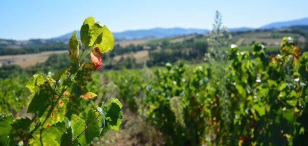 Sexisme dans le vin : « Il faut être bienveillant avec les victimes »