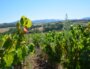 Les vignes du Beaujolais