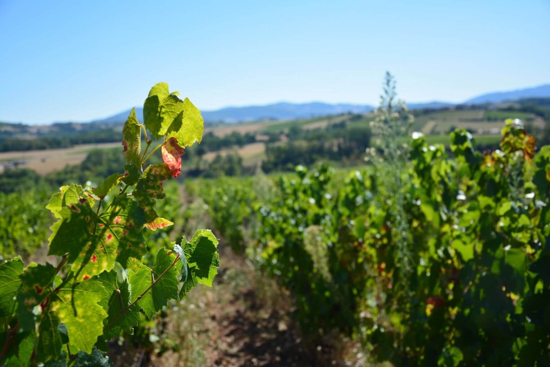 Les vignes du Beaujolais