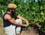 Julien Merle dans ses vignes